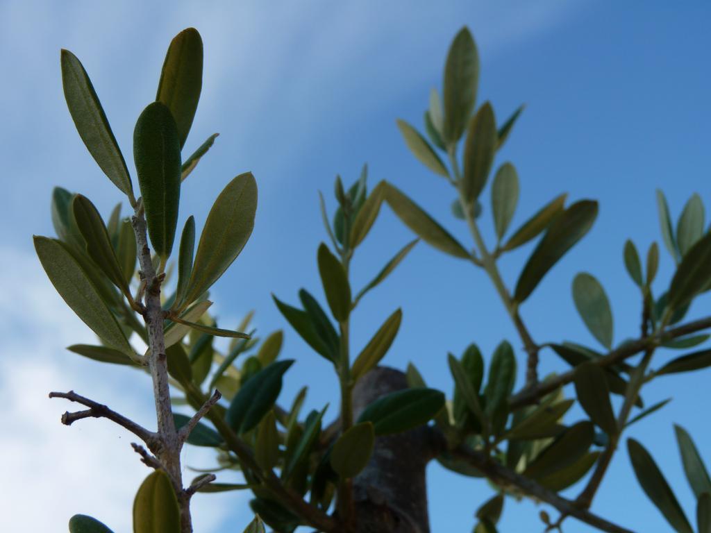 Casal Das Oliveiras Setúbal Eksteriør bilde